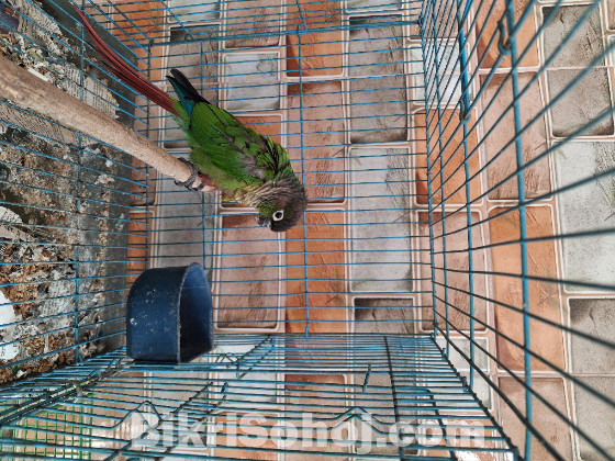 কনূর পাখি